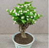 Premium Double Jasmine Seeds – Intense Fragrance "Mogra" Collection