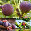 Premium Sweet Fig Seeds (Anjeer) with Plant Growth Booster - High Germination Fruit Seeds for Home Garden