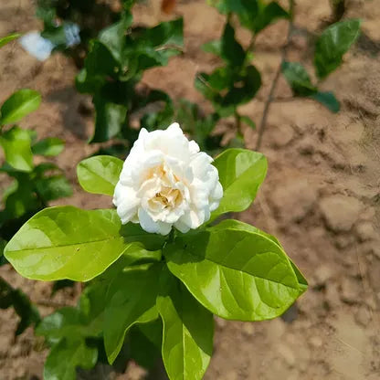 Premium Double Jasmine Seeds – Intense Fragrance "Mogra" Collection