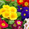 Premium Rose Primrose Seeds Bundle – With Plant Growth Supplement (Pack of 2)