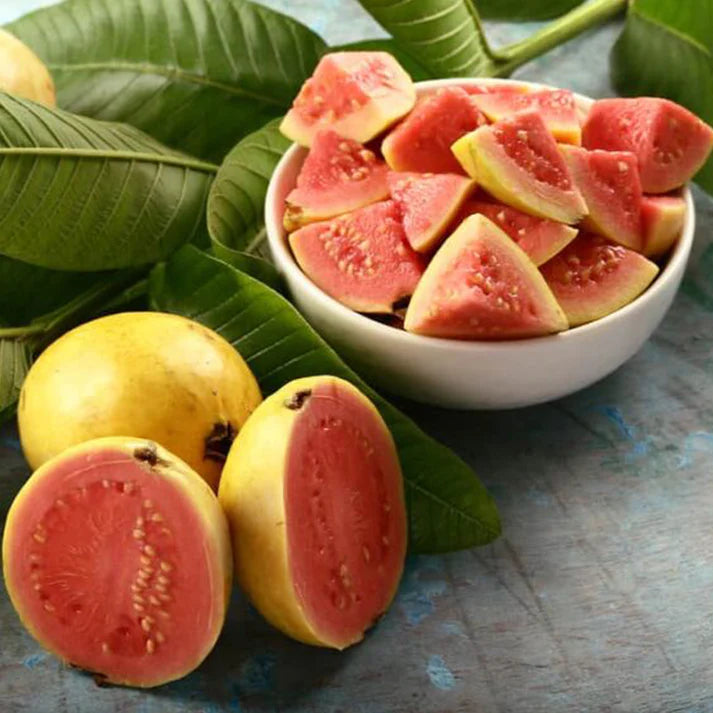 Pink Thai Guava Live Plant (Psidium Guajava)
