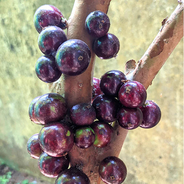 Jaboticaba Red Hybrid Fruit Plant (Plinia Cauliflora X Plinia Aureana)