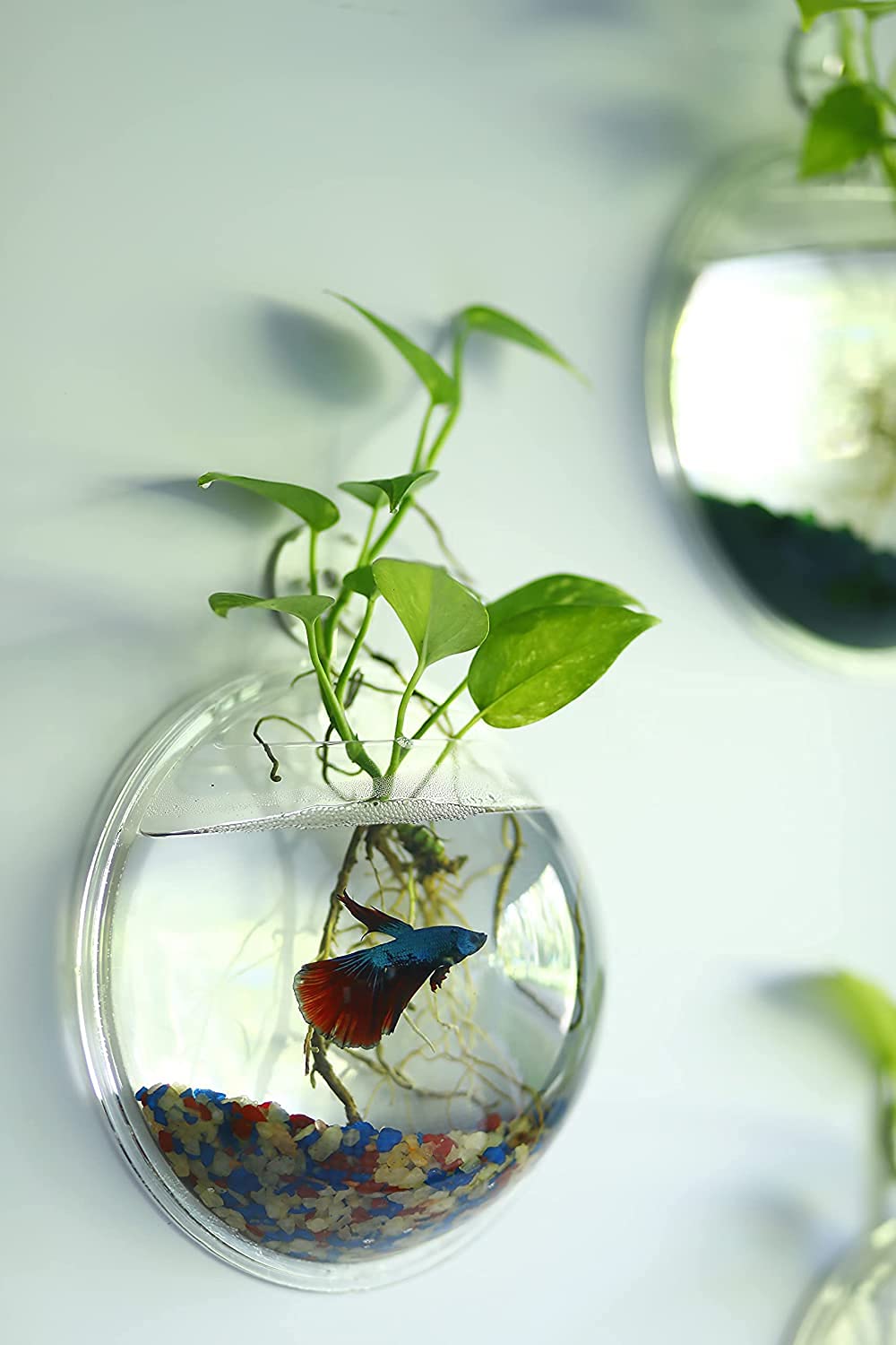 Mistletoe Beautiful Quality Wall Hanging Fish Bowl Acrylic - Assorted Back Color (Not Glass) 9 Inches, 1 LTR