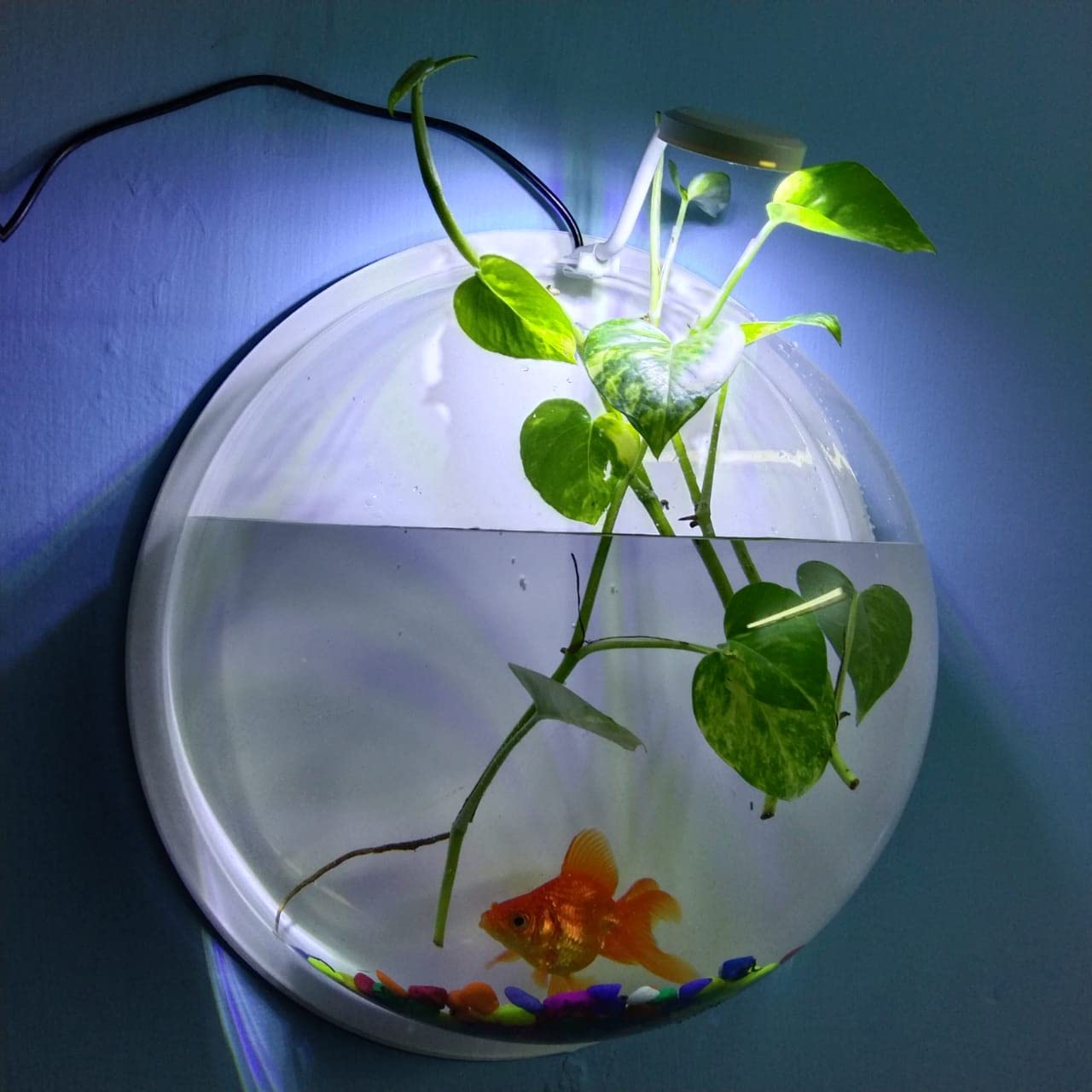 Mistletoe Beautiful Quality Wall Hanging Fish Bowl Acrylic - Assorted Back Color (Not Glass) 9 Inches, 1 LTR